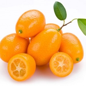 Citrus fortunela Kumquat Rasadnik Topalović 